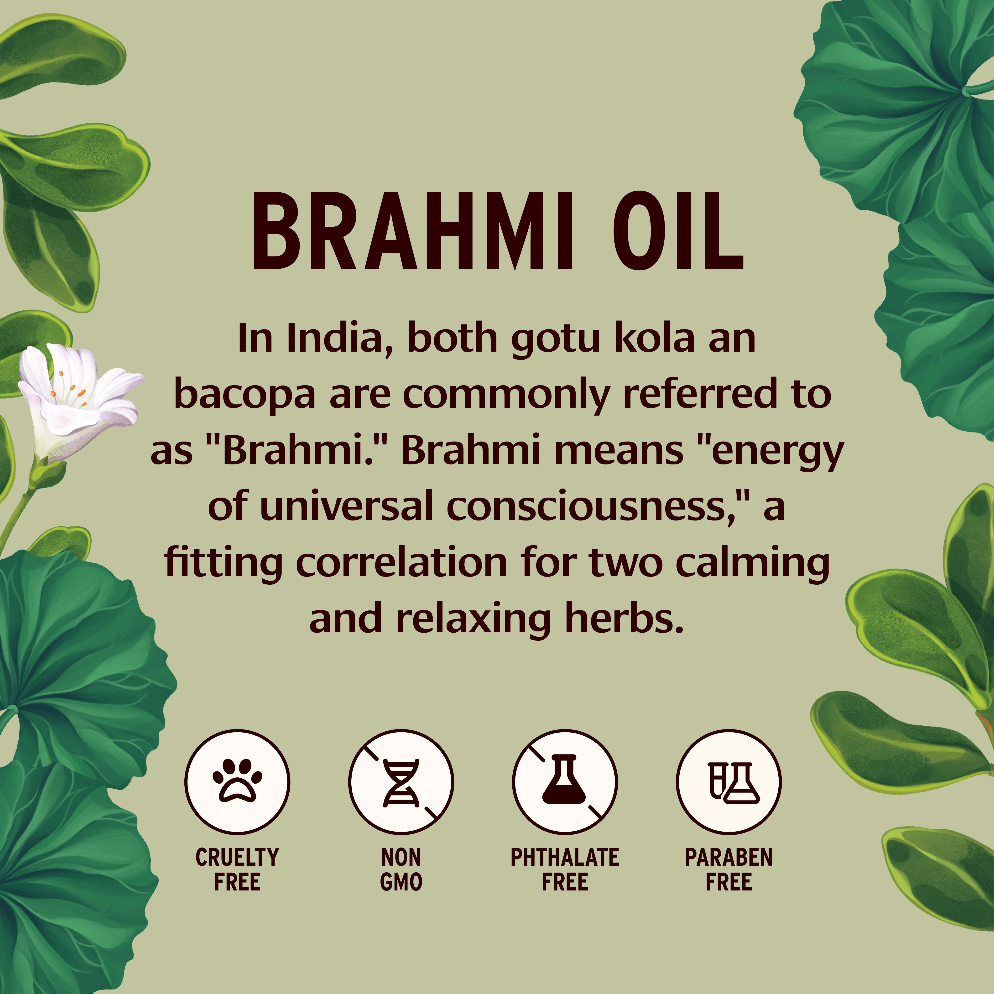 Brahmi Oil (Coconut) - Image 5