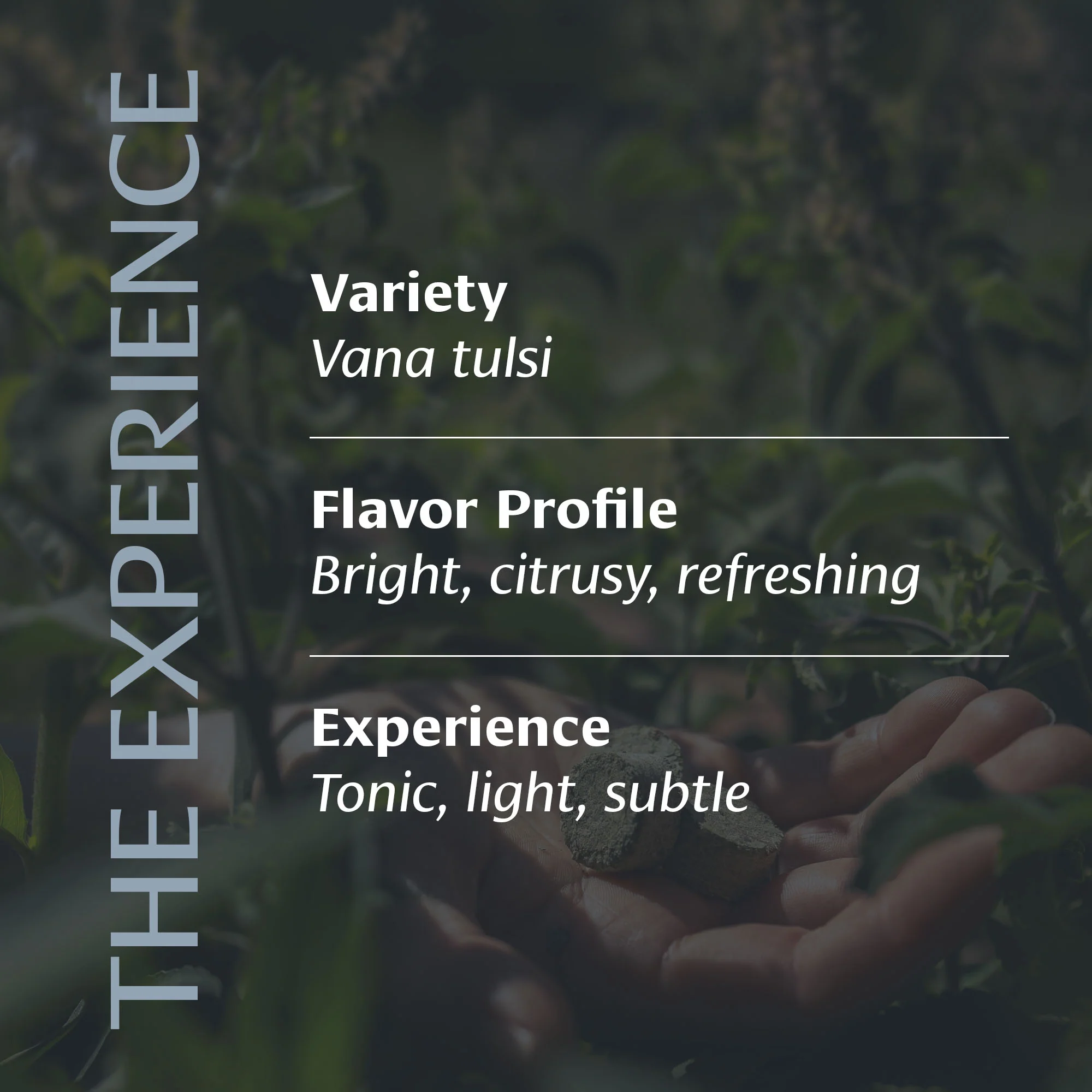 Clarifying Ritual Tulsi™ - Image 3