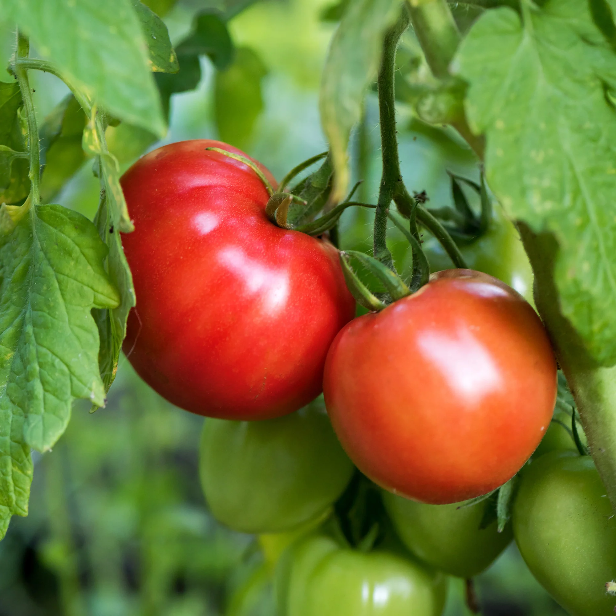 Organic Heirloom Tomato Seeds