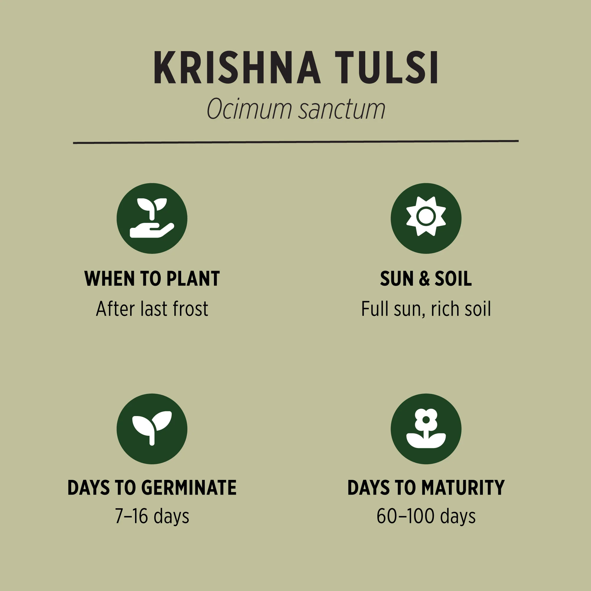 Organic Krishna Tulsi Seeds - Image 3