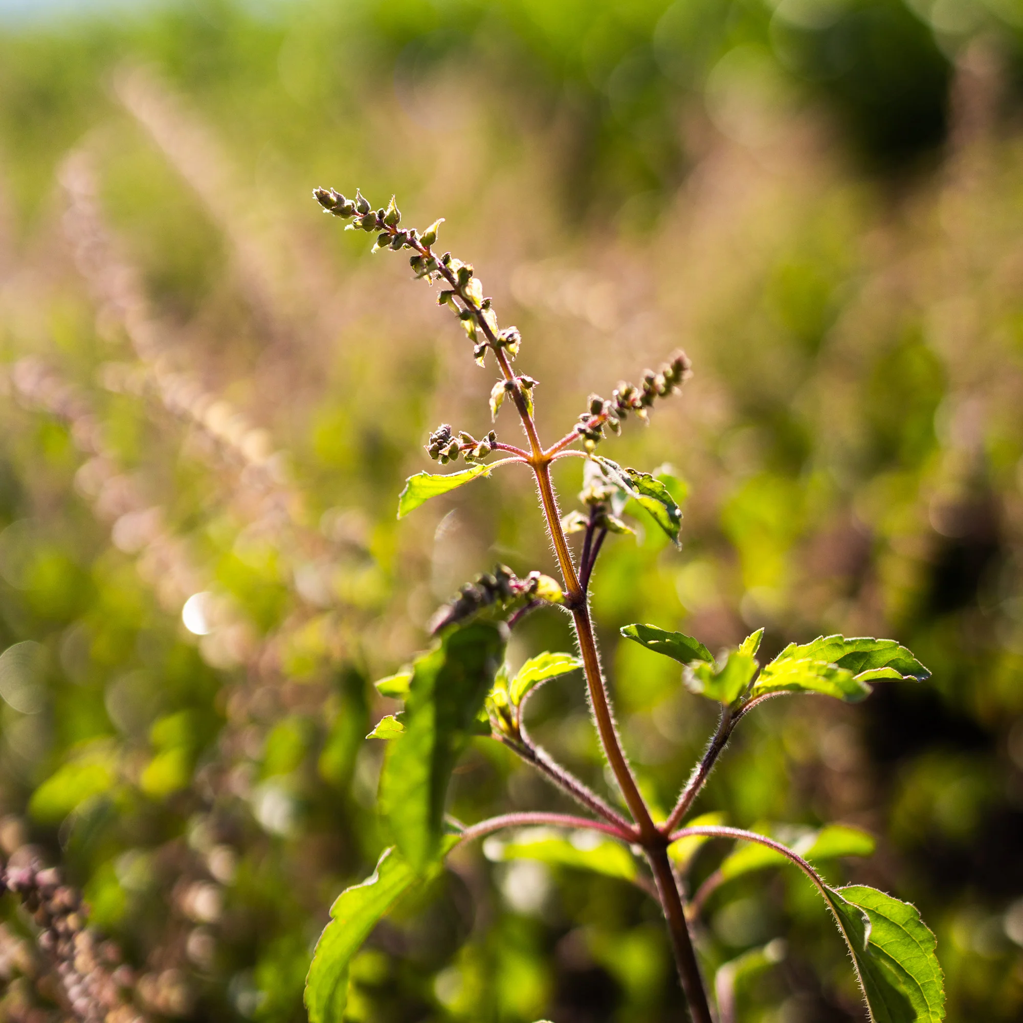 Organic Rama Tulsi Seeds - Image 7